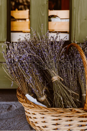 Dried Bundles of Culinary Lavender