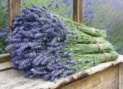 Fresh Bundles of Lavender